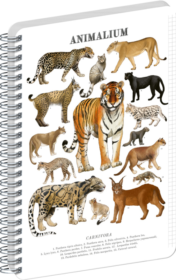 NOTIQUE Špirálový blok Animalium – Mačkovité šelmy, štvorčekovaný, A4