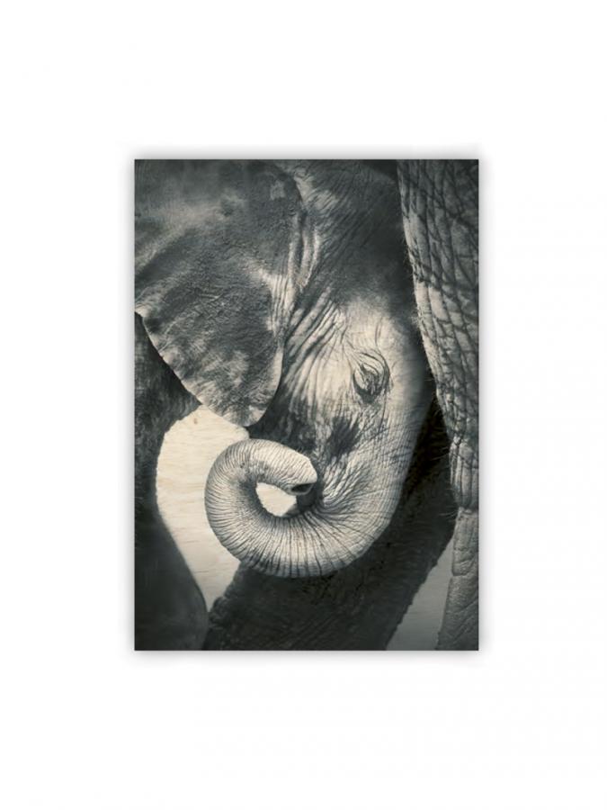 Little Elephant