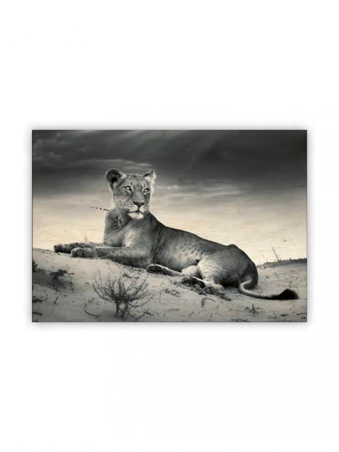 Lioness