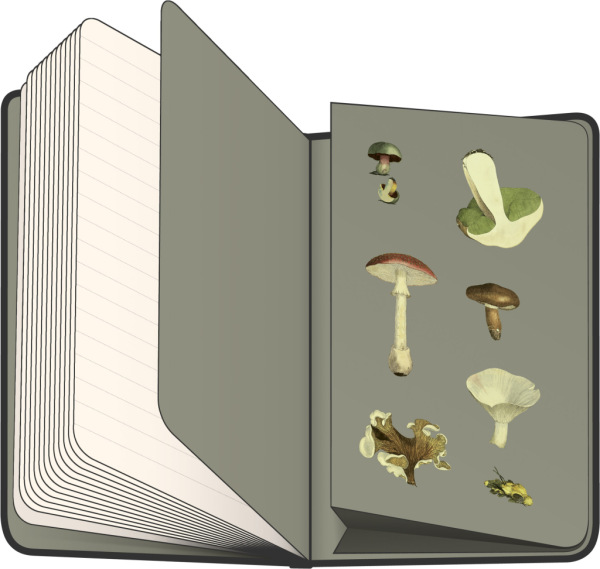 NOTIQUE Notes Bylinky Kateřiny Winterové, linajkovaný, 13 x 21 cm 3