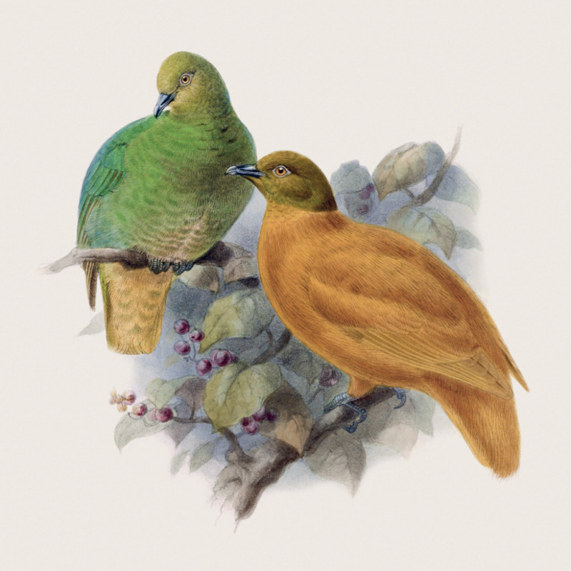 NOTIQUE Poznámkový kalendár Vtáčiky 2027, PLASTIC FREE, 30 x 30 cm 3
