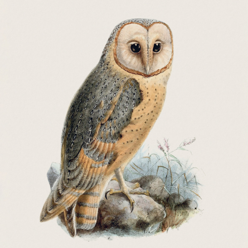 NOTIQUE Poznámkový kalendár Vtáčiky 2027, PLASTIC FREE, 30 x 30 cm 12