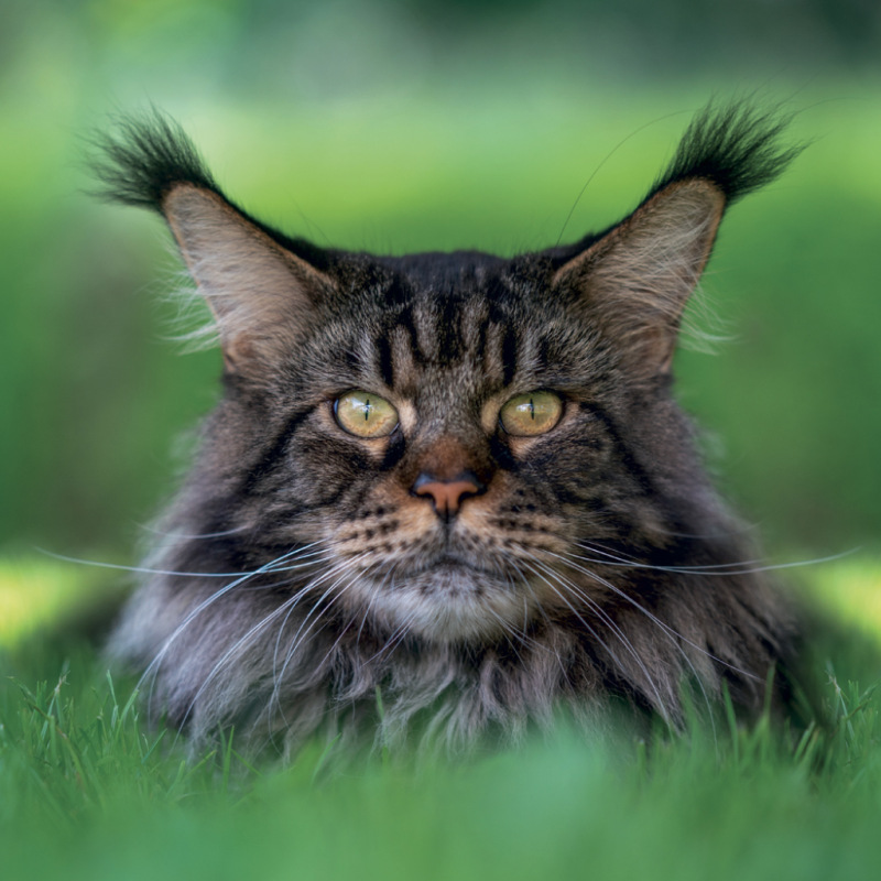 NOTIQUE Grid calendar Cats 2027, 30 x 30 cm 7