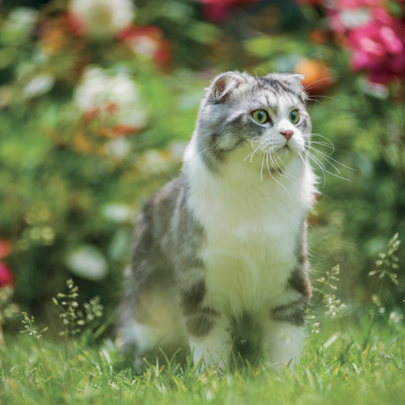 NOTIQUE Grid calendar Cats 2027, 30 x 30 cm 6