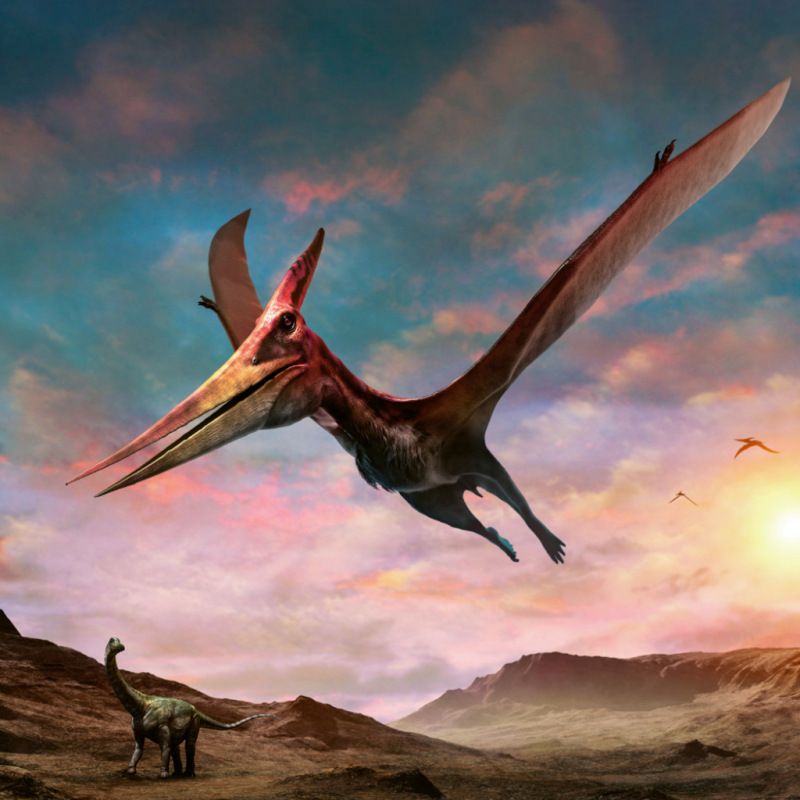 NOTIQUE Poznámkový kalendár Dinosaury 2027, 30 x 30 cm 9
