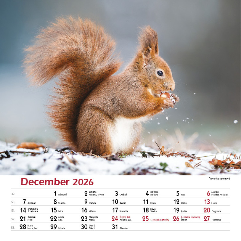 Nástenný kalendár Les a jeho príbehy 2026 11
