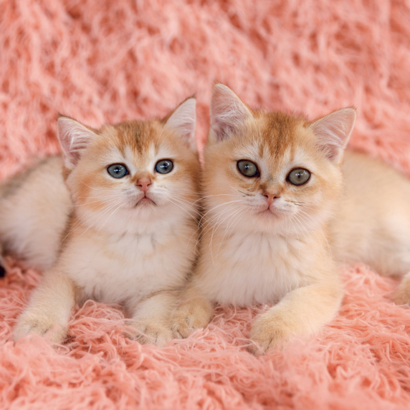 NOTIQUE Grid calendar Kittens 2027, 30 x 30 cm 3