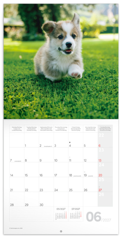 NOTIQUE Grid calendar Animal Cuties 2027, 30 x 30 cm 1