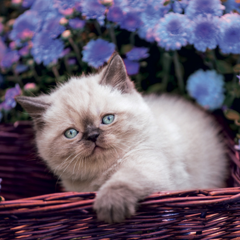 NOTIQUE Grid calendar Kittens 2027, 30 x 30 cm 6