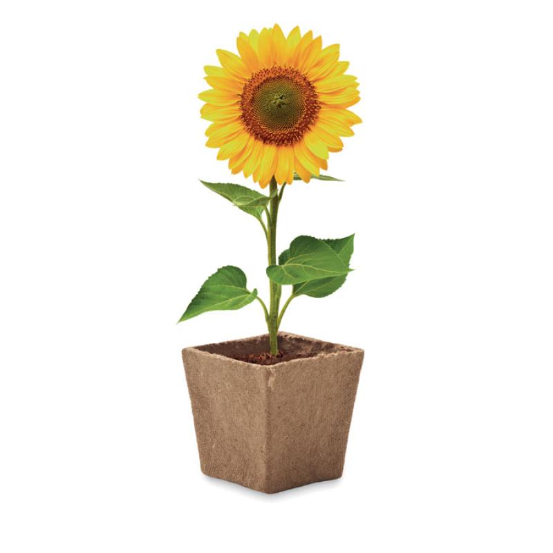 SUNFLOWER KIT 2