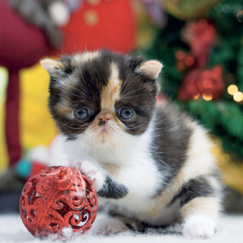 NOTIQUE Grid calendar Kittens 2027, 30 x 30 cm 13
