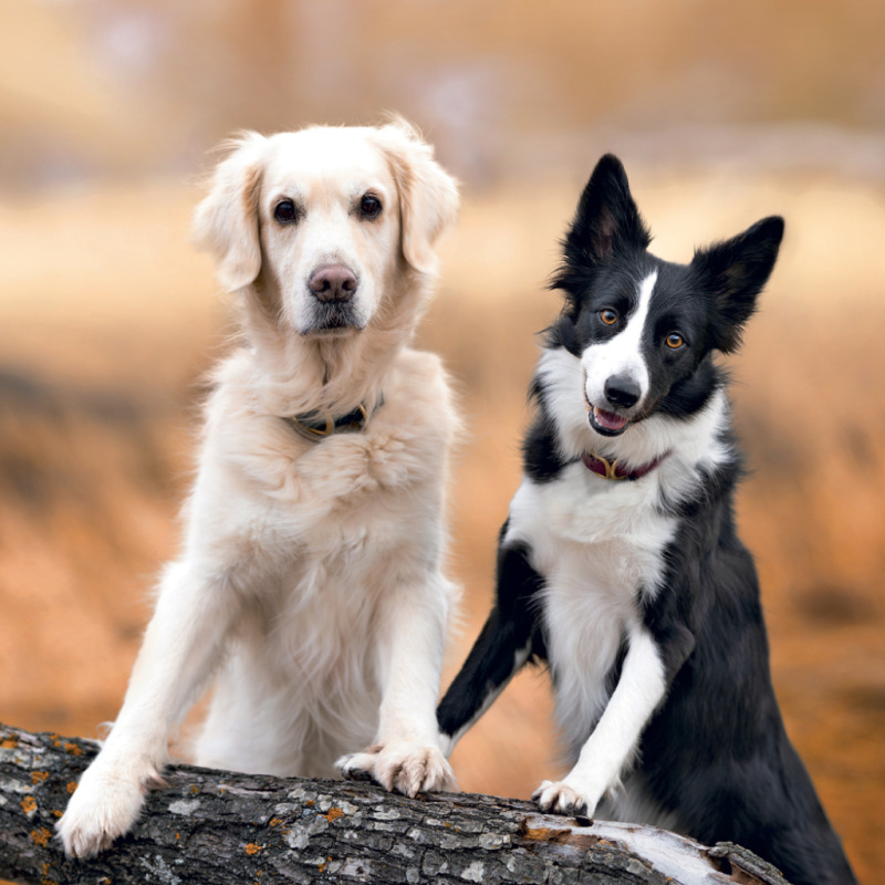 NOTIQUE Grid calendar Dogs 2027, 30 x 30 cm 2