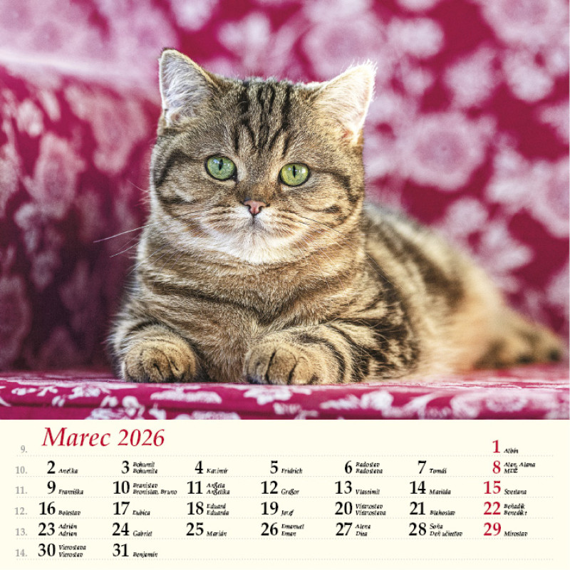 Nástenný kalendár Mačky 2026 3