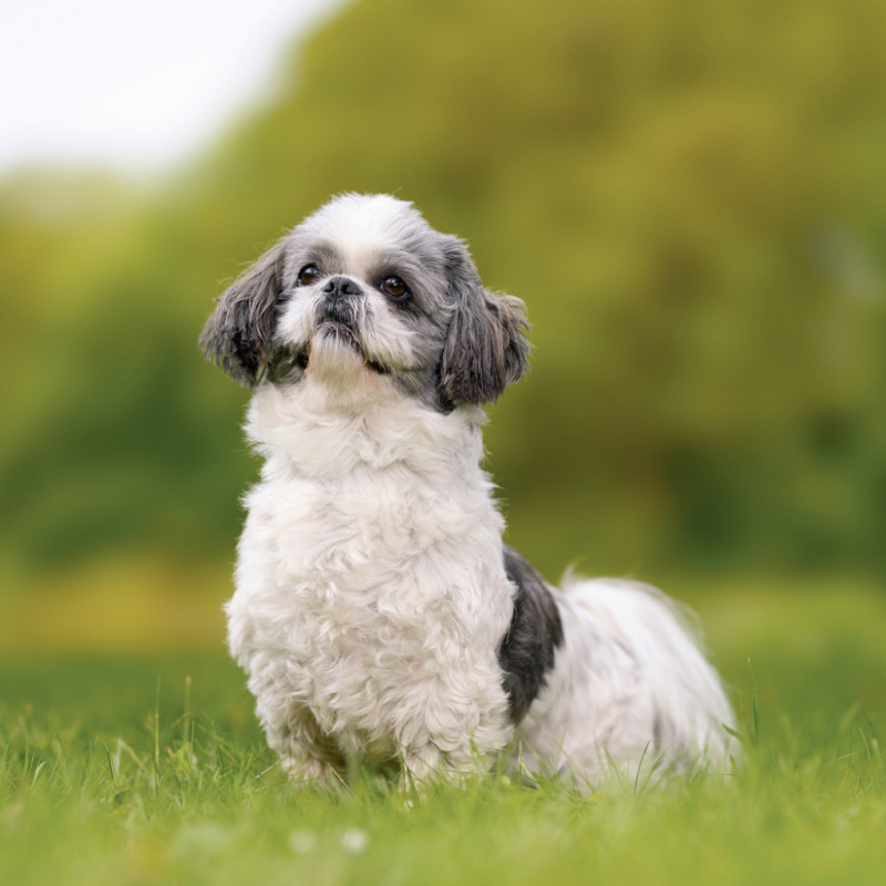 NOTIQUE Grid calendar Dogs 2027, 30 x 30 cm 9
