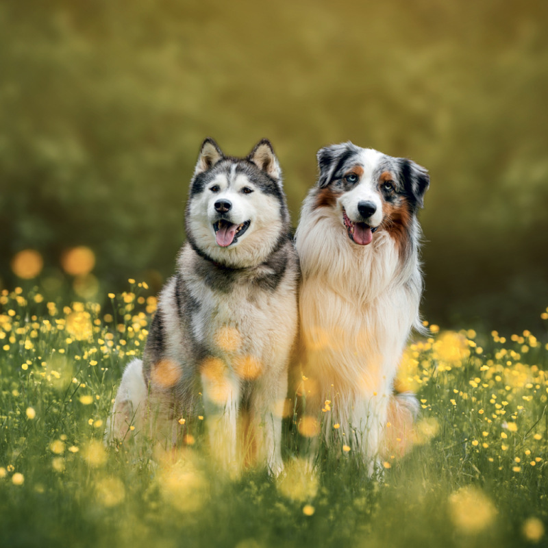 NOTIQUE Grid calendar Dogs 2027, 30 x 30 cm 8