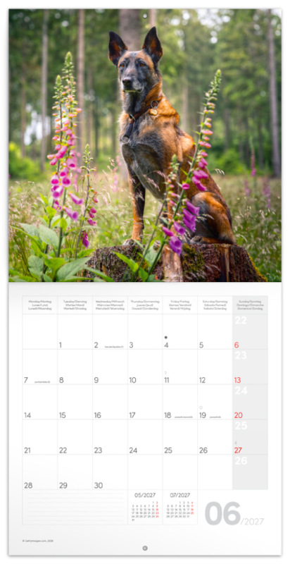 NOTIQUE Grid calendar Dogs 2027, 30 x 30 cm 1