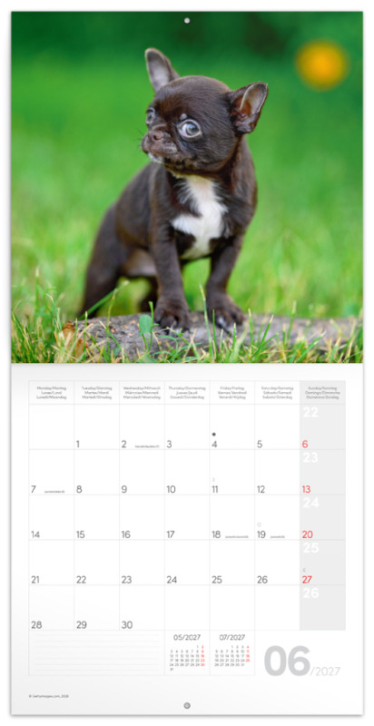 NOTIQUE Grid calendar Puppies 2027, 30 x 30 cm 1