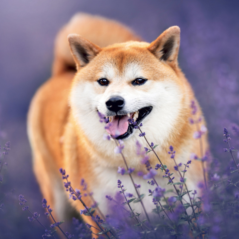 NOTIQUE Grid calendar Happy Doge 2027, 30 x 30 cm 8