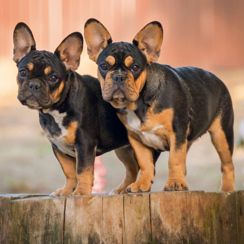 NOTIQUE Grid calendar Puppies 2027, 30 x 30 cm 10