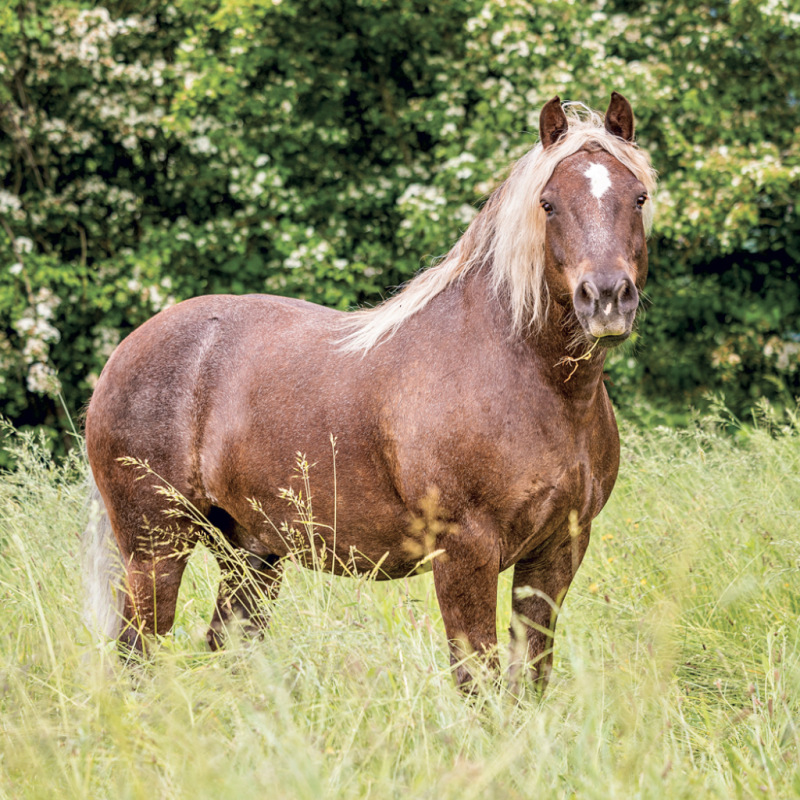 NOTIQUE Grid calendar Horses – Christiane Slawik 2027, 30 x 30 cm 7