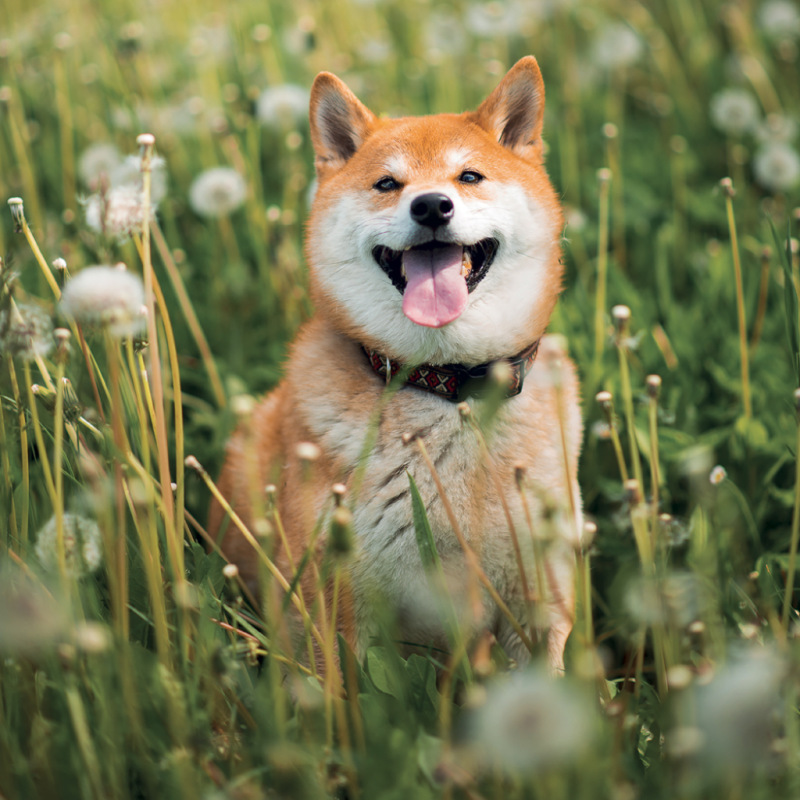 NOTIQUE Grid calendar Happy Doge 2027, 30 x 30 cm 7