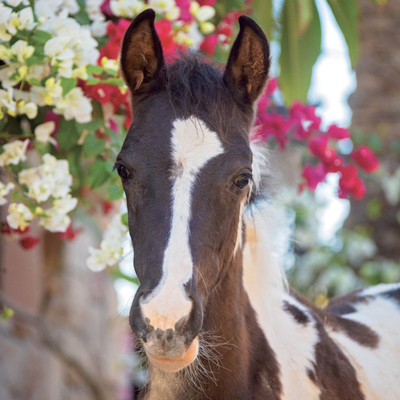 NOTIQUE Grid calendar Horses – Christiane Slawik 2027, 30 x 30 cm 6