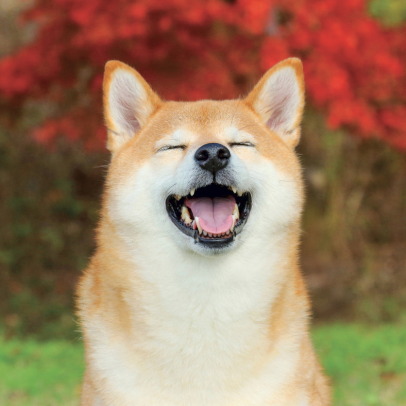 NOTIQUE Grid calendar Happy Doge 2027, 30 x 30 cm 9