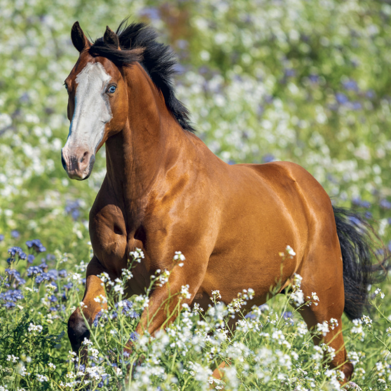 NOTIQUE Grid calendar Horses – Christiane Slawik 2027, 30 x 30 cm 5