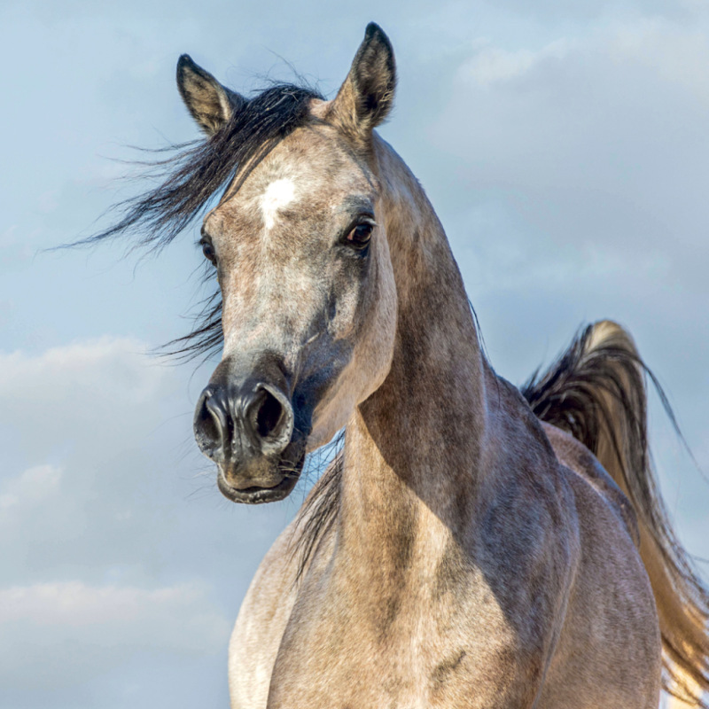 NOTIQUE Grid calendar Horses – Christiane Slawik 2027, 30 x 30 cm 8