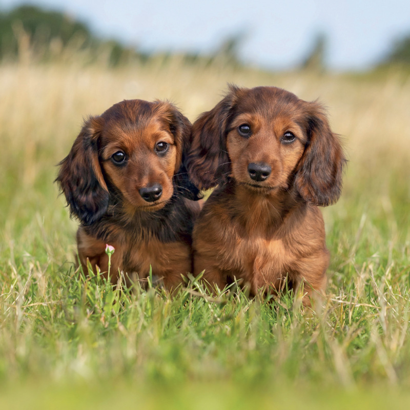 NOTIQUE Grid calendar Puppies 2027, 30 x 30 cm 3