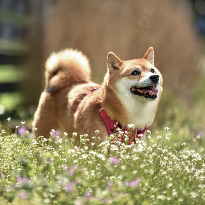 NOTIQUE Grid calendar Happy Doge 2027, 30 x 30 cm 6