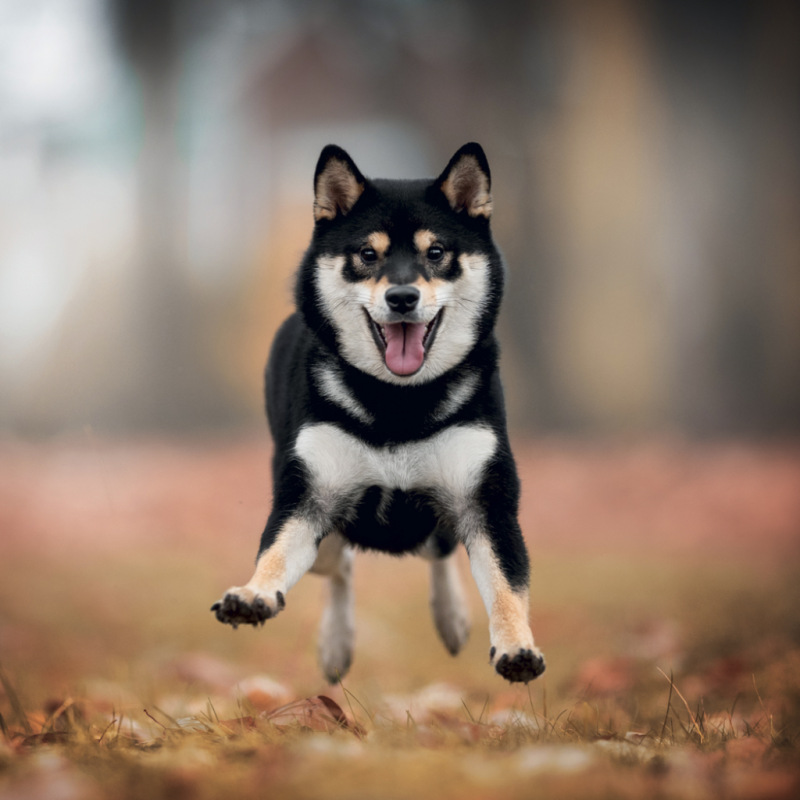 NOTIQUE Grid calendar Happy Doge 2027, 30 x 30 cm 12