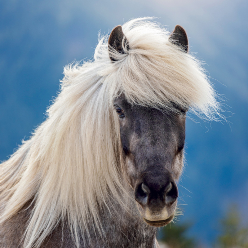 NOTIQUE Grid calendar Horses – Christiane Slawik 2027, 30 x 30 cm 2