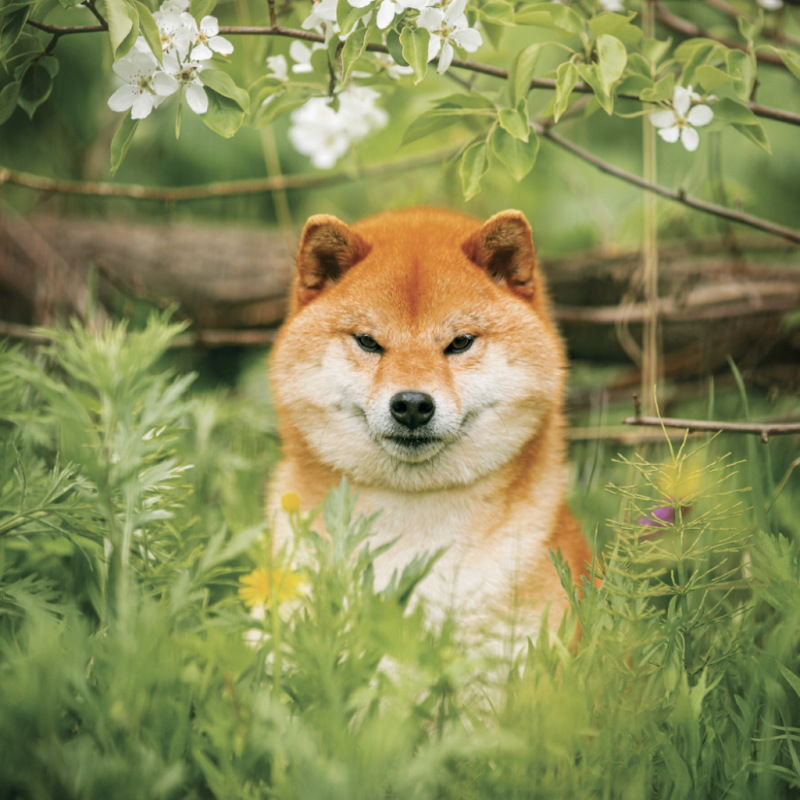 NOTIQUE Grid calendar Happy Doge 2027, 30 x 30 cm 4