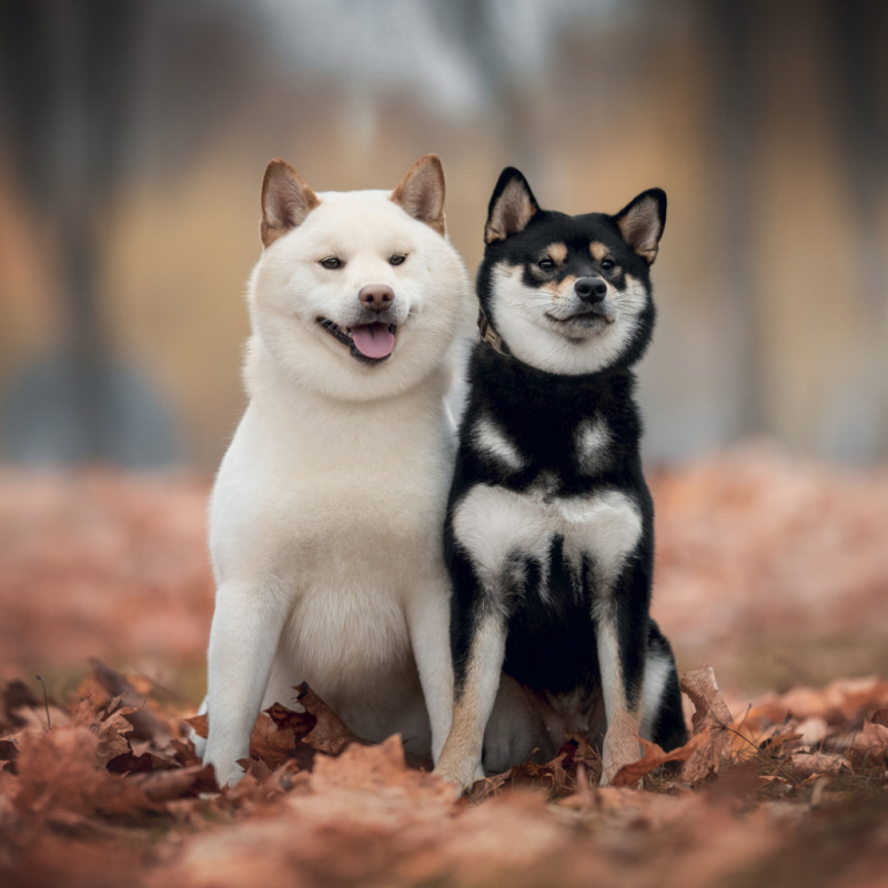 NOTIQUE Grid calendar Happy Doge 2027, 30 x 30 cm 2