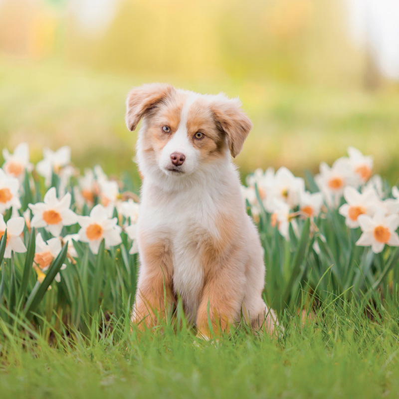NOTIQUE Grid calendar Puppies 2027, 30 x 30 cm 5