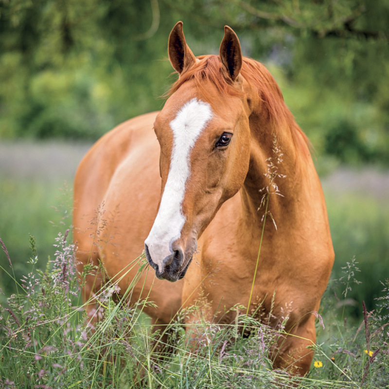 NOTIQUE Grid calendar Horses – Christiane Slawik 2027, 30 x 30 cm 9