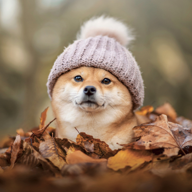 NOTIQUE Grid calendar Happy Doge 2027, 30 x 30 cm 11