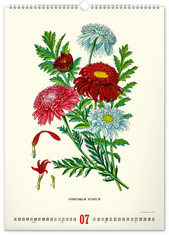 NOTIQUE Nástenný kalendár Vintage plagáty – herbár 2026, 33 x 46 cm 7