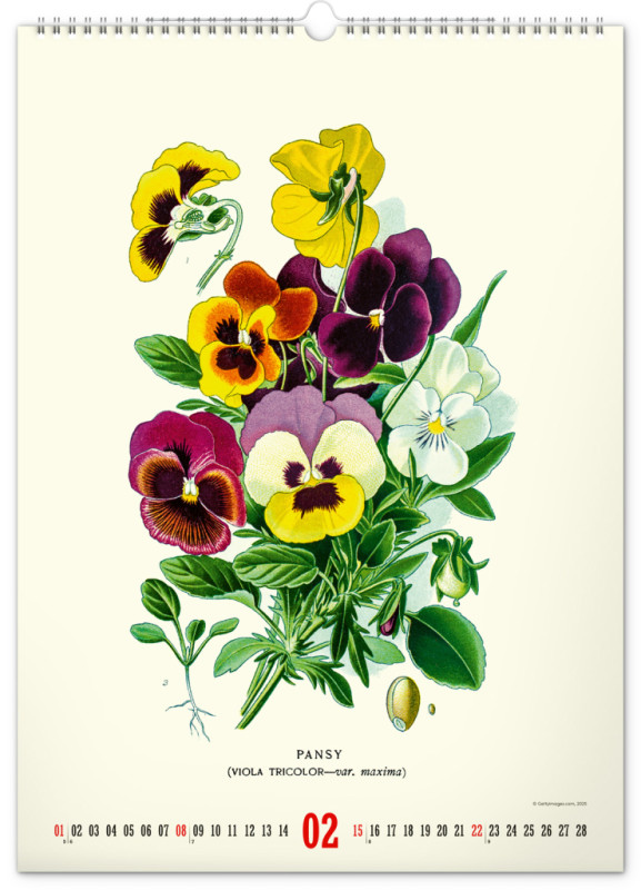 NOTIQUE Nástenný kalendár Vintage plagáty – herbár 2026, 33 x 46 cm 2