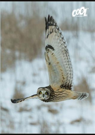 Zošit, A4, čistý, 80 listov, COOL BY VICTORIA "Wise Wings" 2