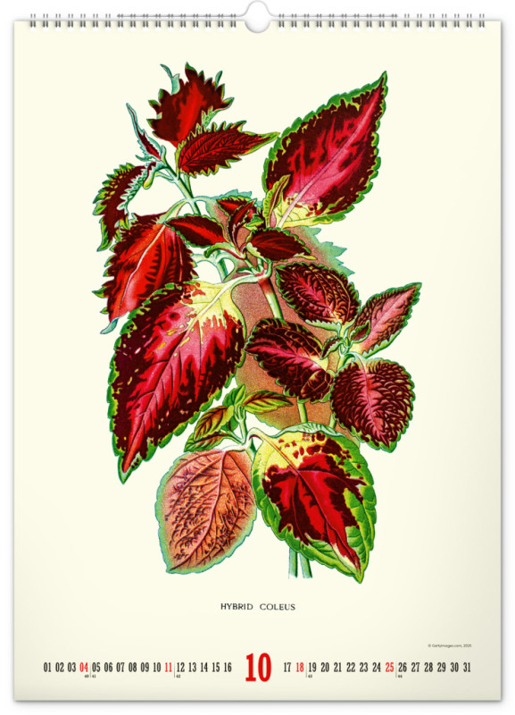 NOTIQUE Nástenný kalendár Vintage plagáty – herbár 2026, 33 x 46 cm 10
