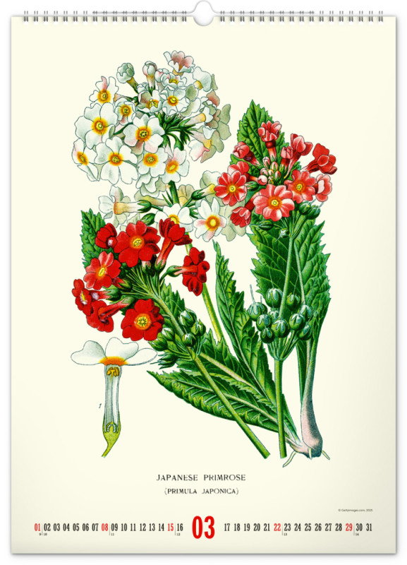 NOTIQUE Nástenný kalendár Vintage plagáty – herbár 2026, 33 x 46 cm 3