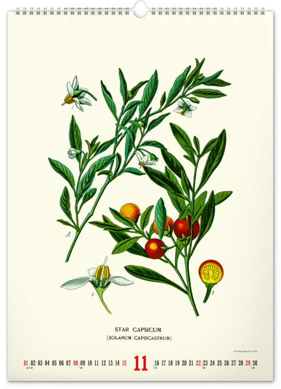 NOTIQUE Nástenný kalendár Vintage plagáty – herbár 2026, 33 x 46 cm 11