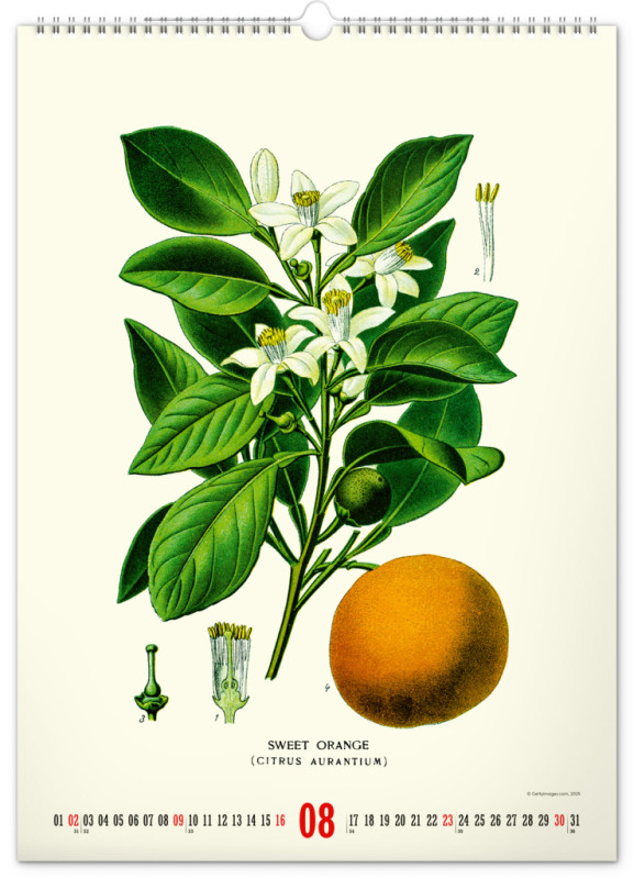 NOTIQUE Nástenný kalendár Vintage plagáty – herbár 2026, 33 x 46 cm 8