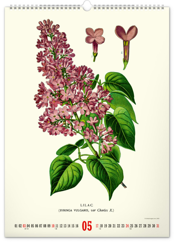 NOTIQUE Nástenný kalendár Vintage plagáty – herbár 2026, 33 x 46 cm 5