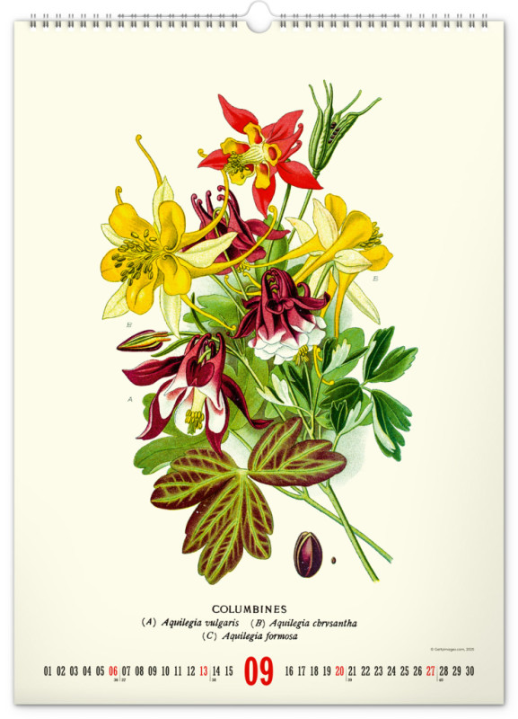 NOTIQUE Nástenný kalendár Vintage plagáty – herbár 2026, 33 x 46 cm 9