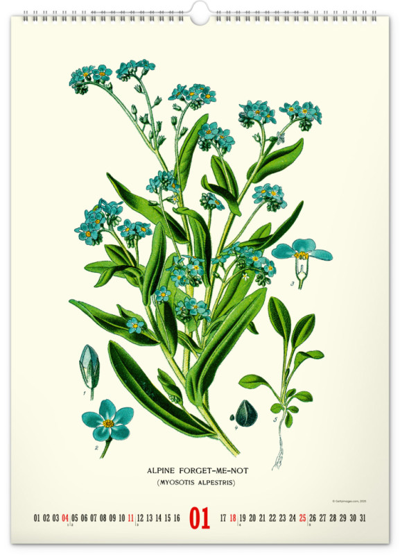 NOTIQUE Nástenný kalendár Vintage plagáty – herbár 2026, 33 x 46 cm 1