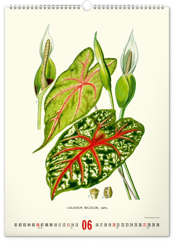 NOTIQUE Nástenný kalendár Vintage plagáty – herbár 2027, 33 x 46 cm 6