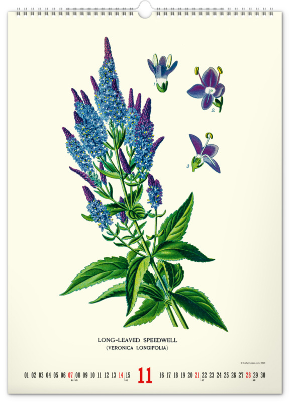 NOTIQUE Nástenný kalendár Vintage plagáty – herbár 2027, 33 x 46 cm 11